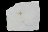 Detailed Fossil Flower - Green River Formation, Utah #94772-1